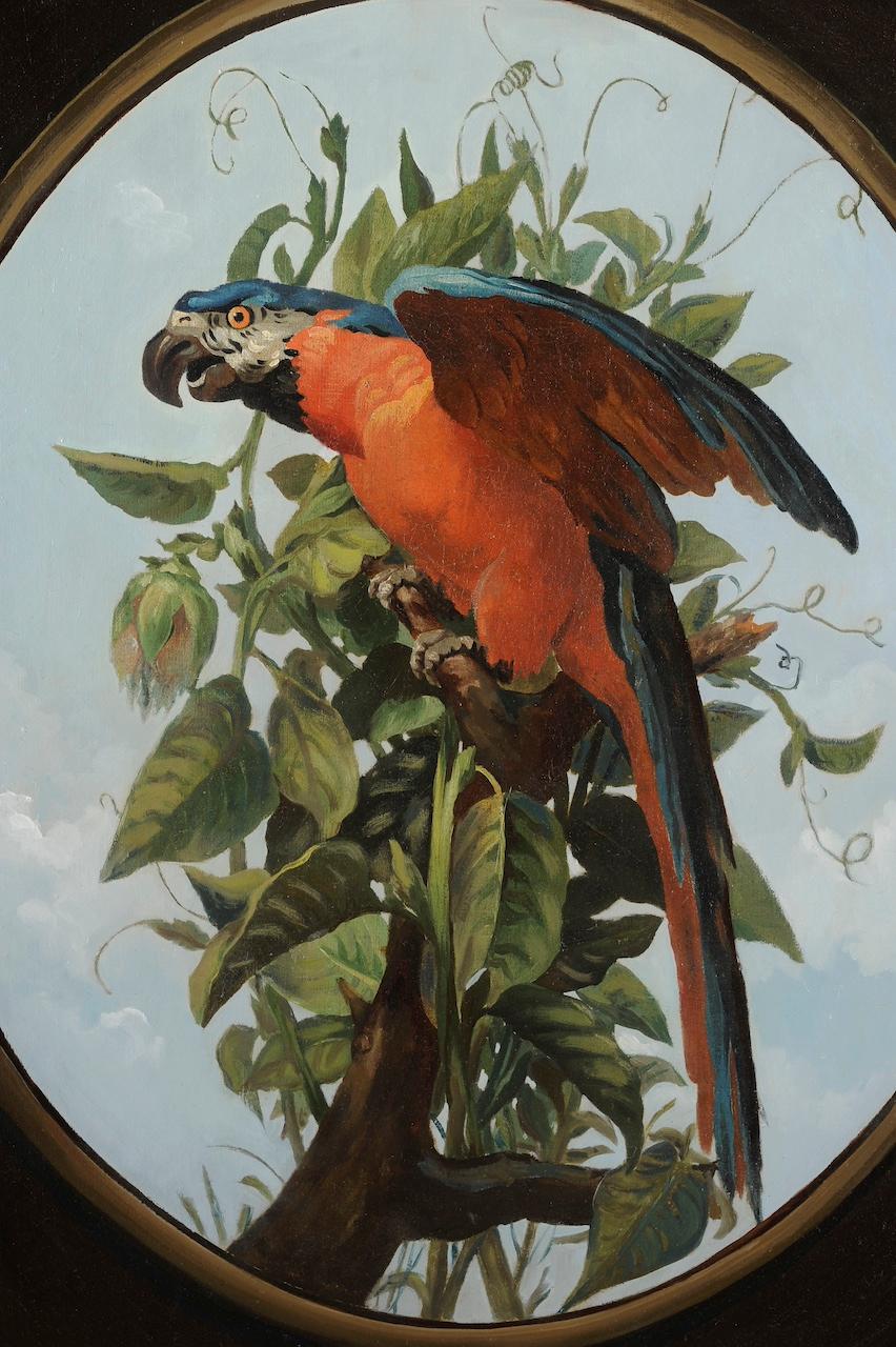 Blue macaw perched on a branch - French School Painting by Jean-Baptiste Oudry