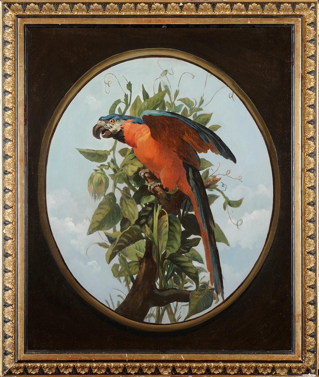 Jean-Baptiste Oudry Portrait Painting - Blue macaw perched on a branch