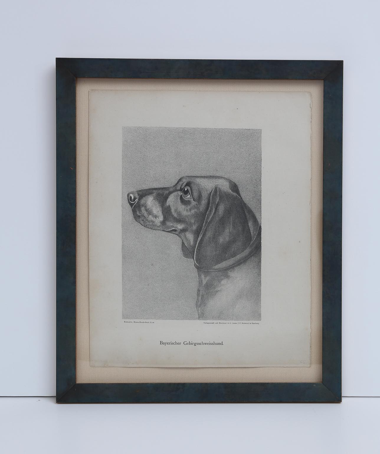 Set von Jean Bungartz Hunde-Kunstwerken – Kopfstudie Drucke im Angebot 5