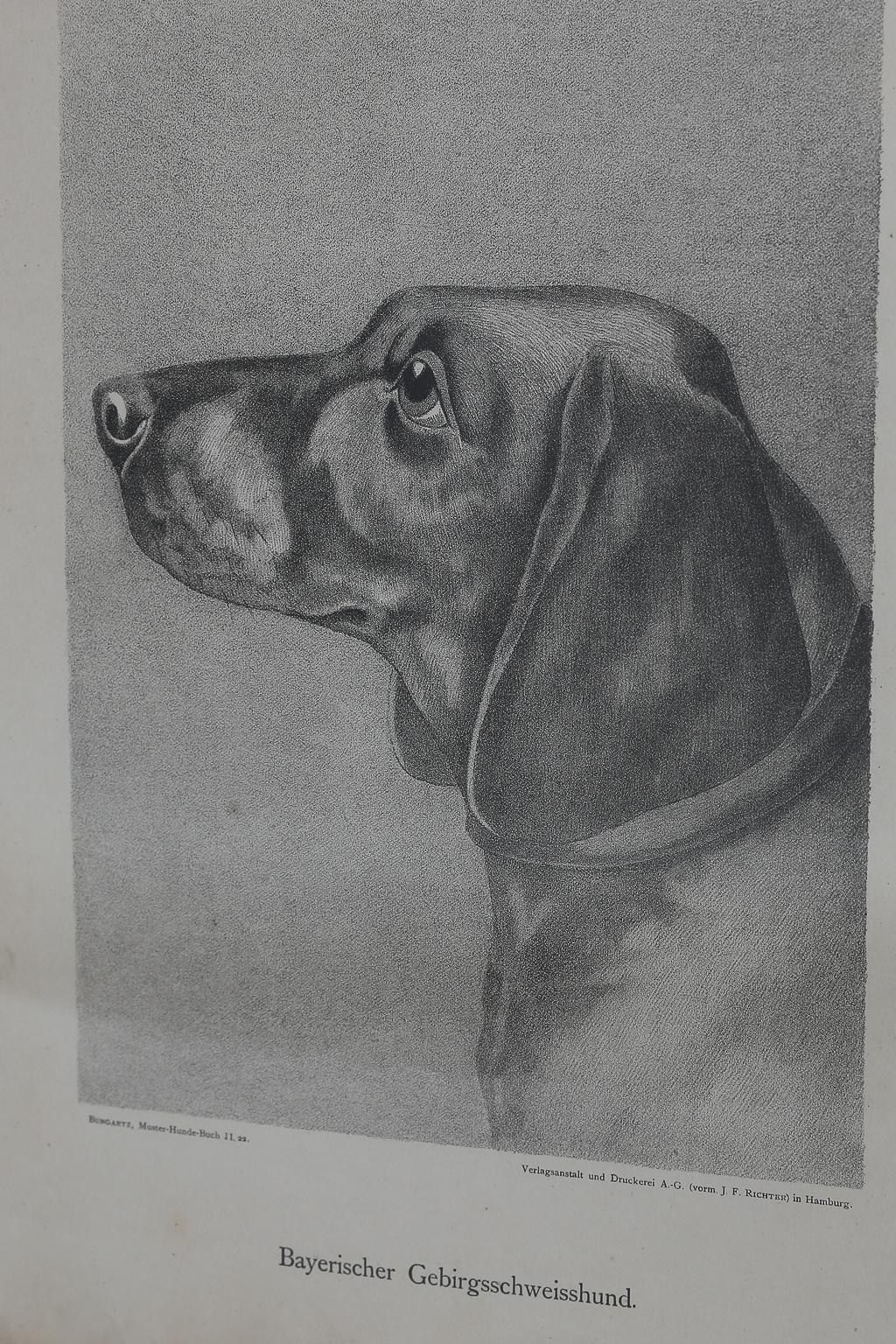 Set of Jean Bungartz Dog Art - Head Study Prints For Sale 6