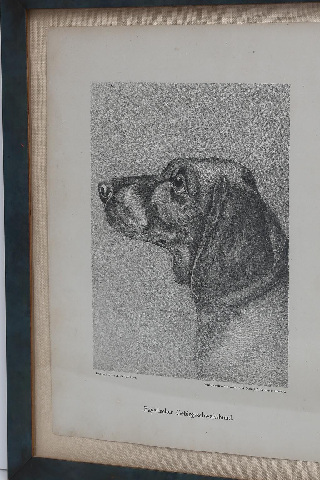 Set of Jean Bungartz Dog Art - Head Study Prints For Sale 8