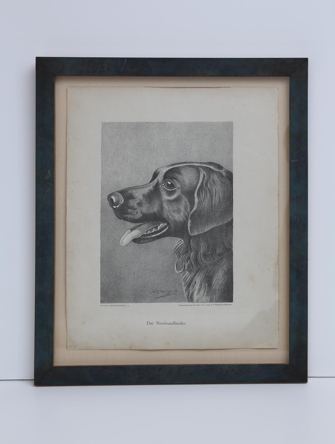 Set von Jean Bungartz Hunde-Kunstwerken – Kopfstudie Drucke im Angebot 12