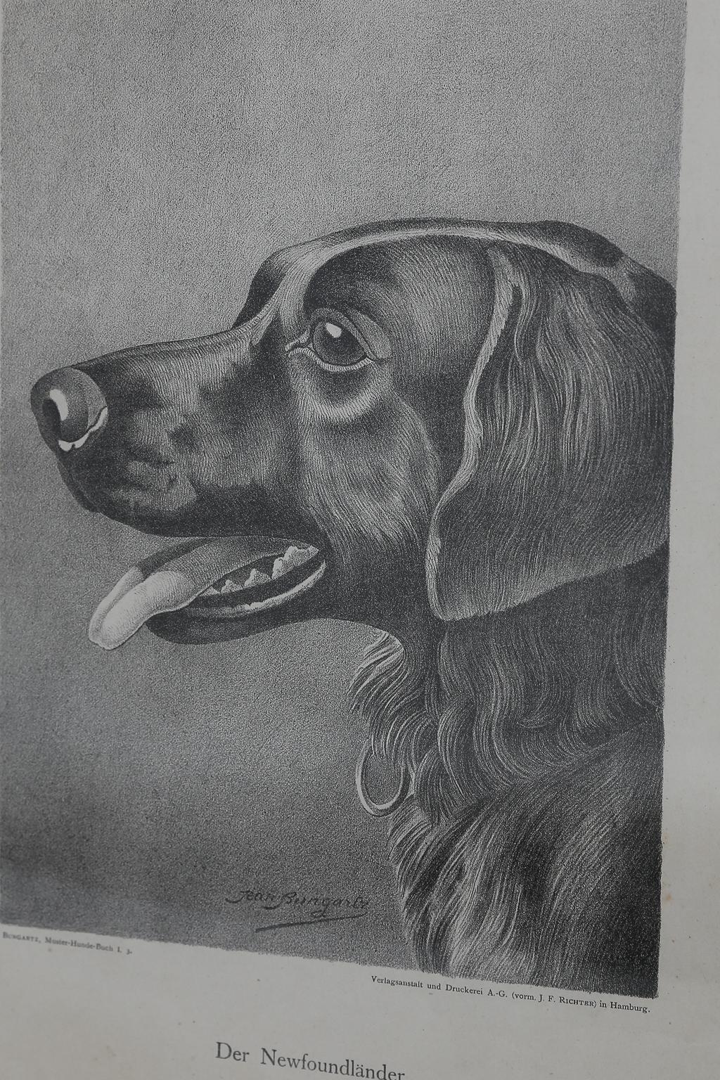 Set von Jean Bungartz Hunde-Kunstwerken – Kopfstudie Drucke im Angebot 13