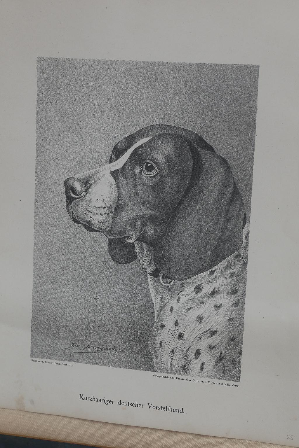 Antique, dog engravings from a portfolio of drawings by a German artist, Jean Bungartz, published in 1890. If you own one of these dogs, you will absolutely love these engravings. Each of these prints come with a description of the dog in German. It