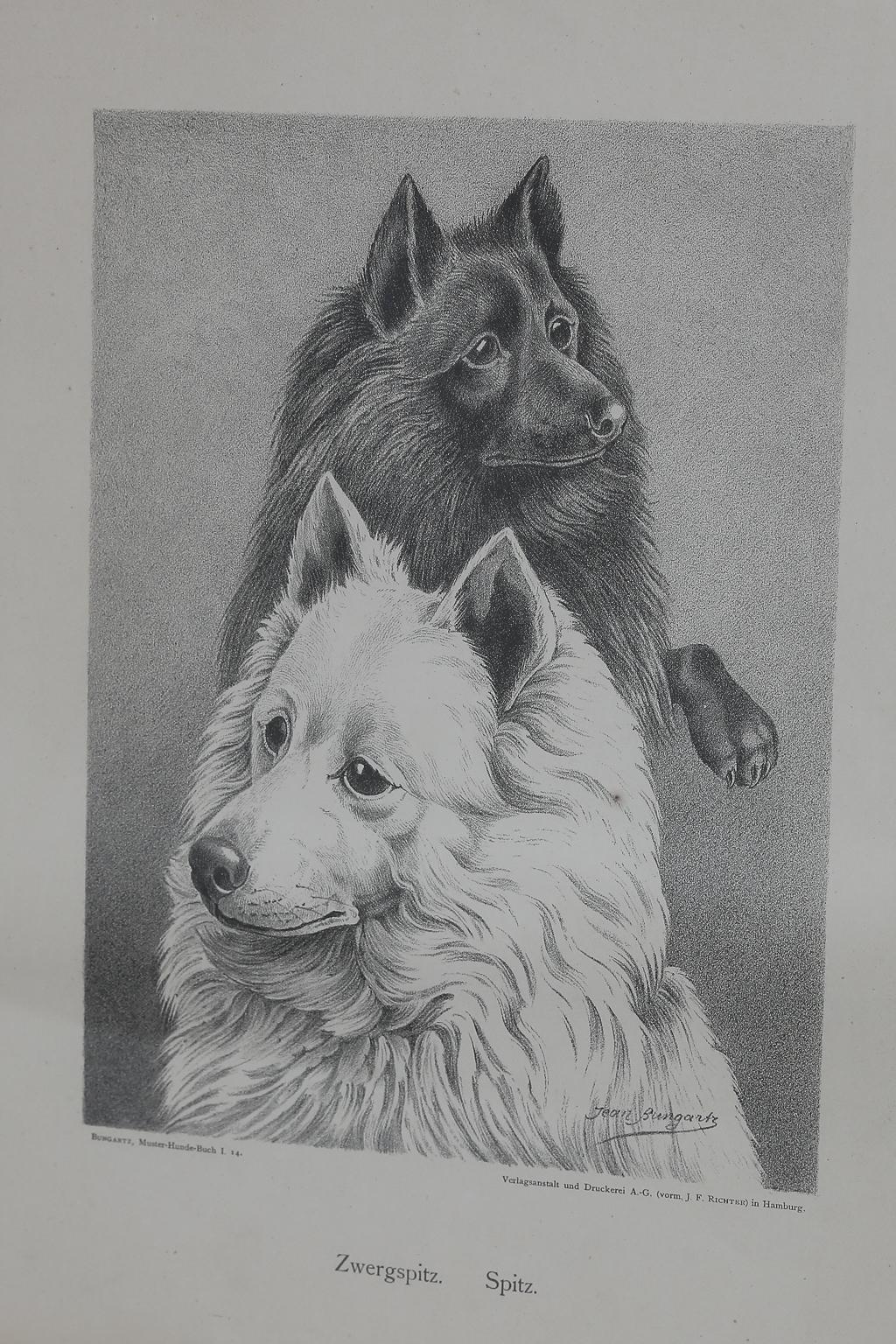 Set von Jean Bungartz Hunde-Kunstwerken – Kopfstudie Drucke (19. Jahrhundert) im Angebot
