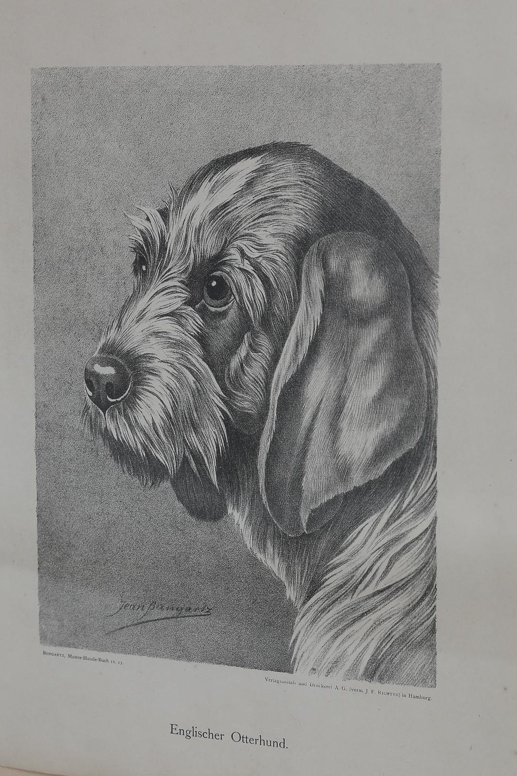 Set von Jean Bungartz Hunde-Kunstwerken – Kopfstudie Drucke im Angebot 3
