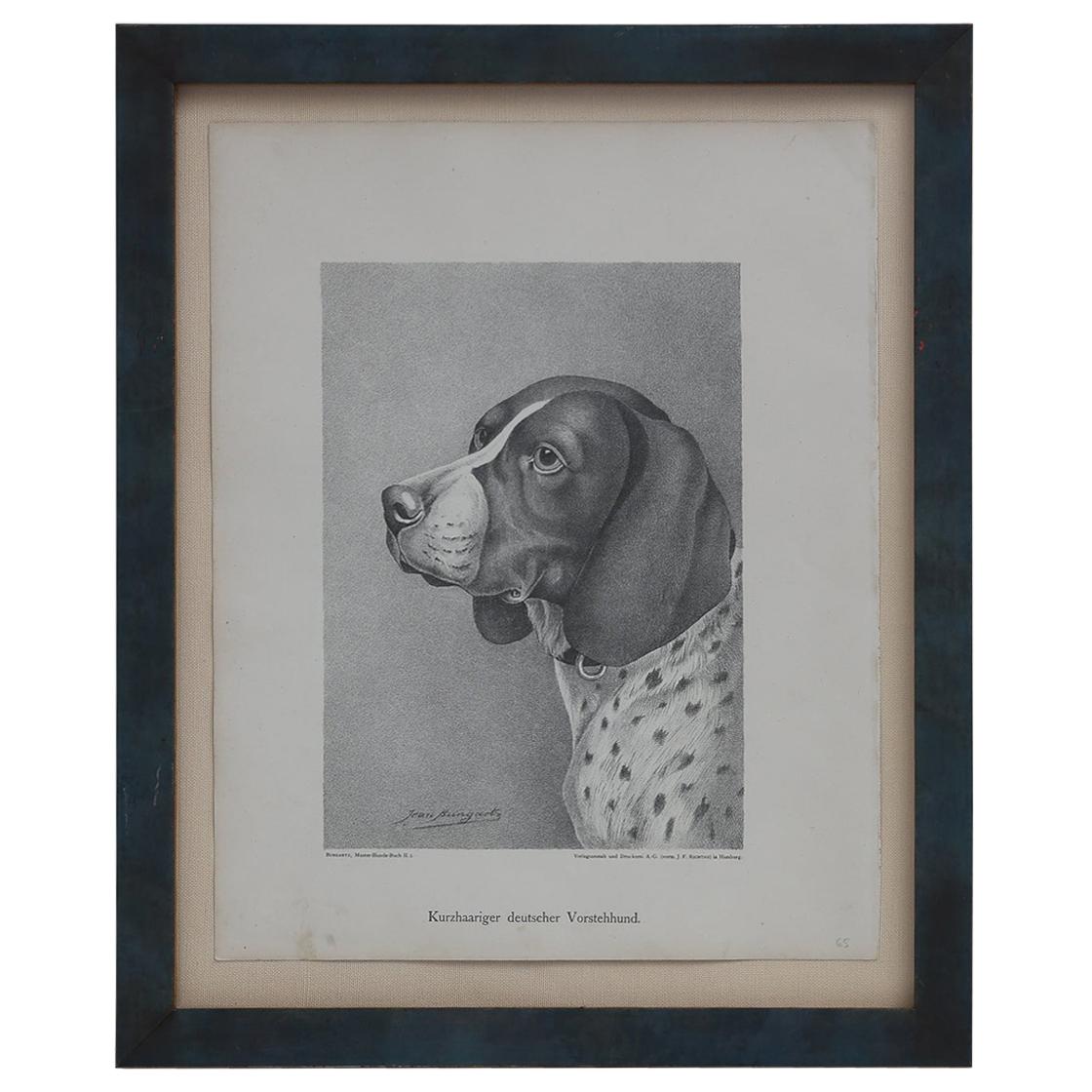 Set of Jean Bungartz Dog Art - Head Study Prints For Sale