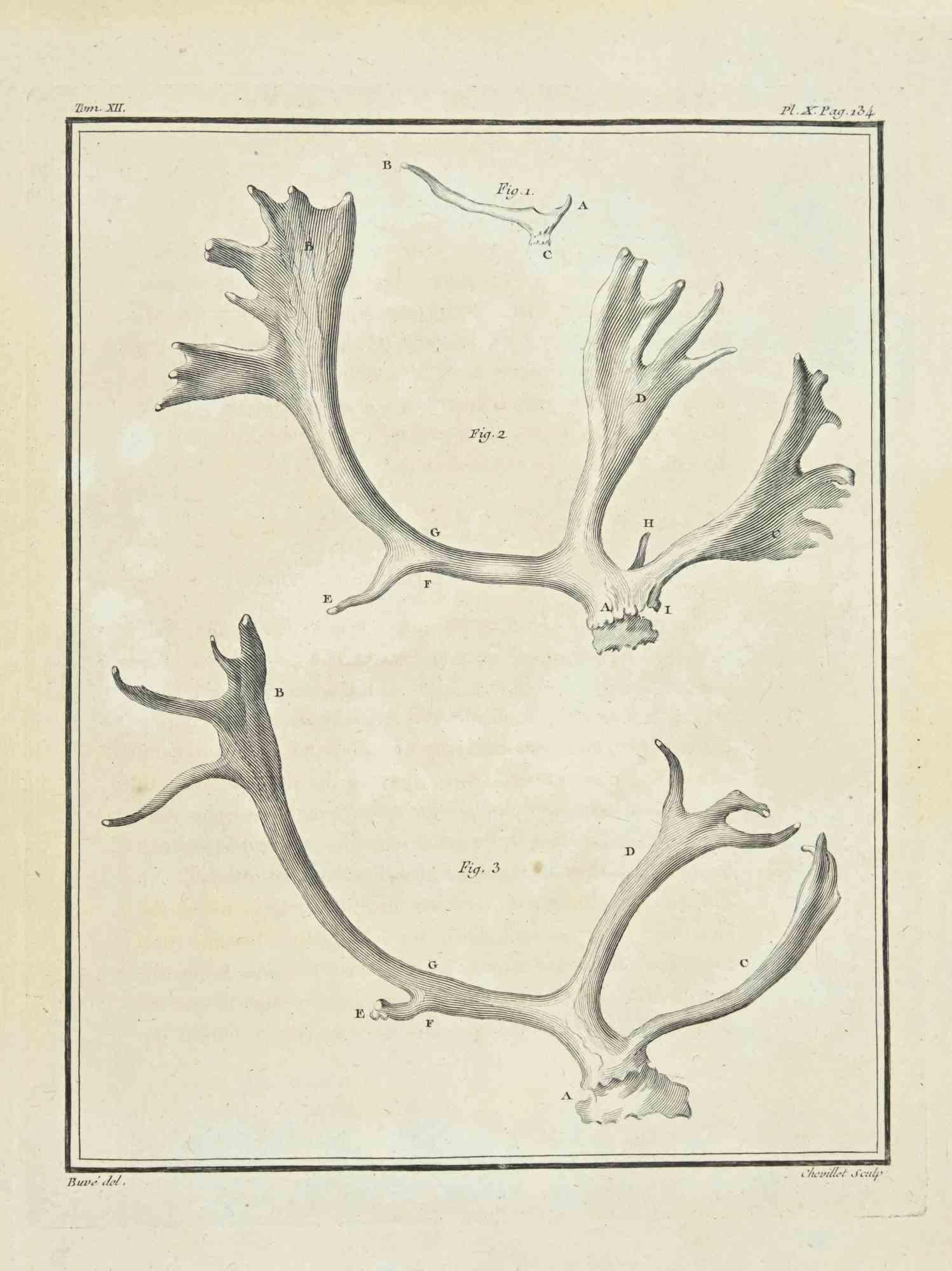 Horns - Gravure à l'eau-forte de Jean C.C. Baquoy - 1771