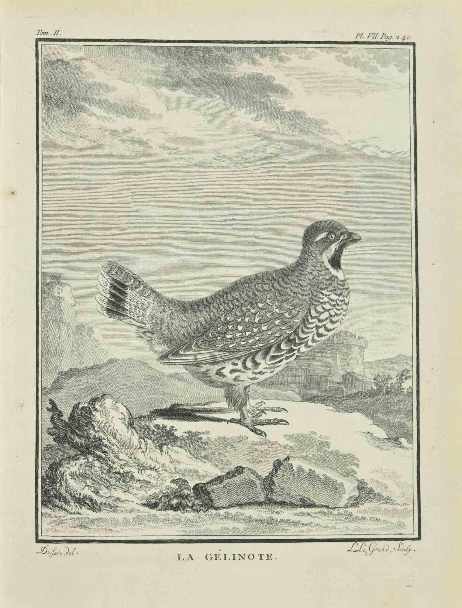 La Gélinote - Radierung von Jean C.C. Baquoy - 1771
