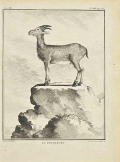Le Bouquetin - Etching by Jean C. Baquoy - 1771