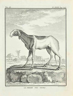 Le Brebis des Indes - Gravure à l'eau-forte de Jean C.C. Baquoy - 1771