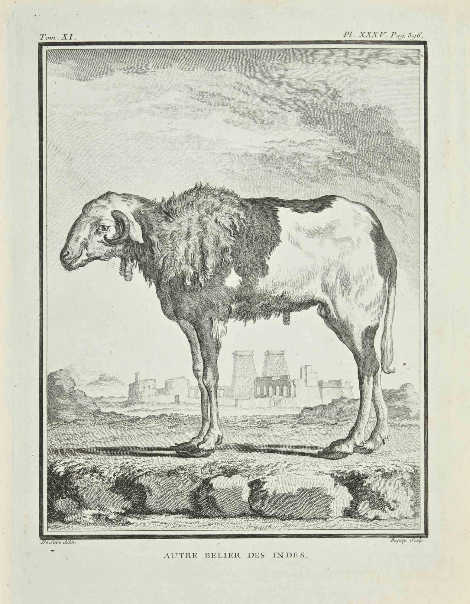 Figurative Print Jean Charles Baquoy - Le Brebis des Indes - Gravure à l'eau-forte de Jean C.C. Baquoy - 1771