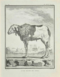 Le Brebis des Indes - Gravure à l'eau-forte de Jean C.C. Baquoy - 1771