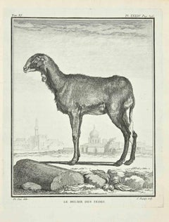 Le Brebis des Indes - Gravure à l'eau-forte de Jean C.C. Baquoy - 1771
