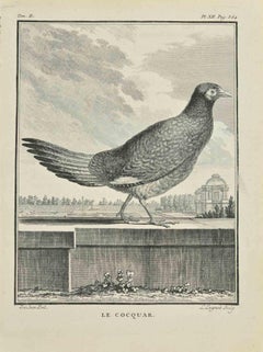 Le Cocuqar - Radierung von Jean C. Baquoy - 1771