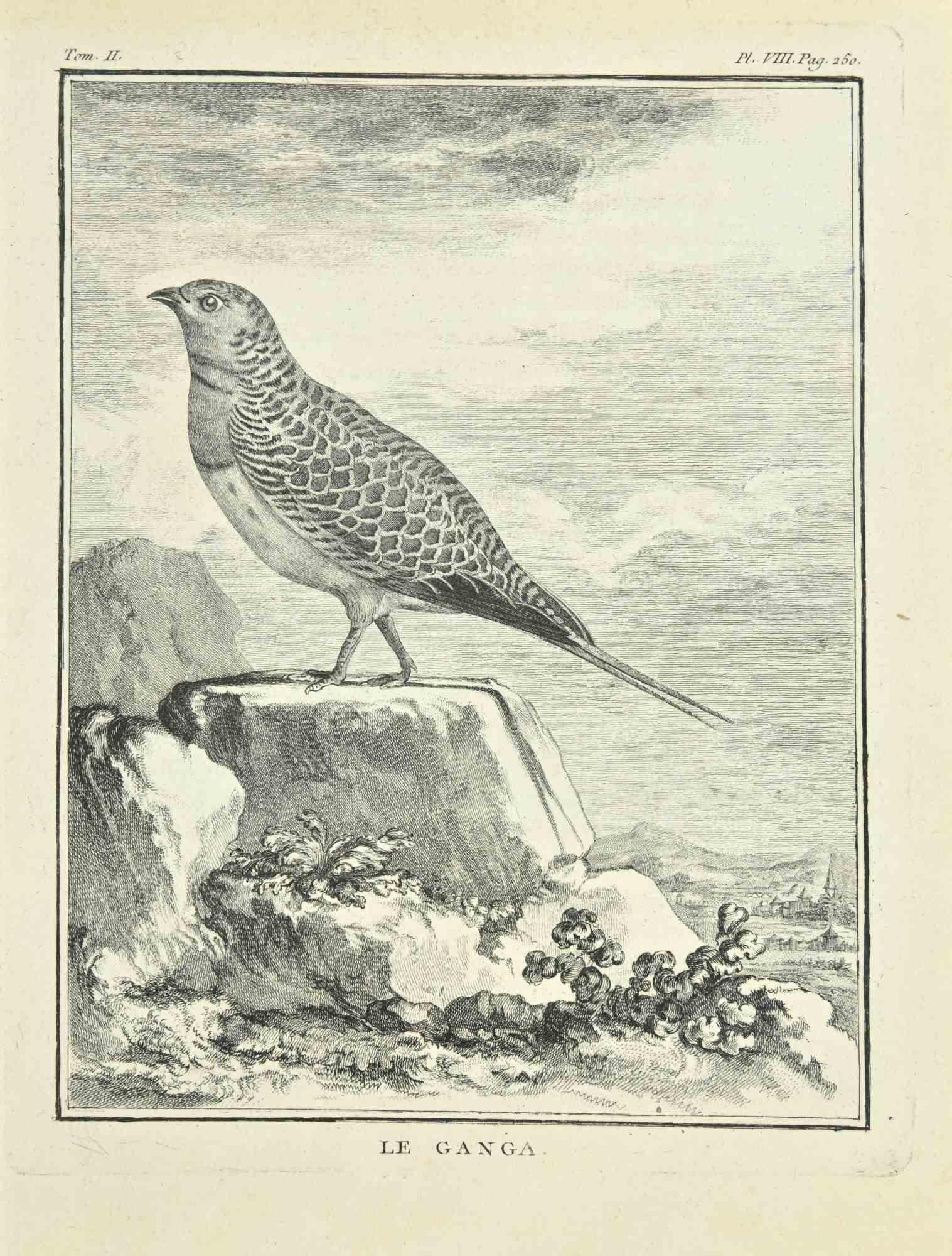 Jean Charles Baquoy Animal Print - Le Ganga - Etching by Jean C. Baquoy - 1771