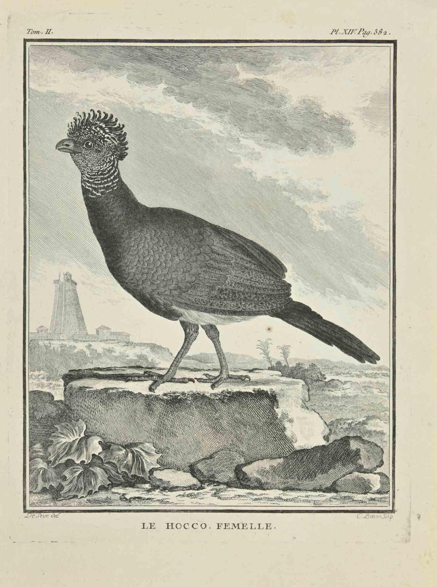 Le Hocco Femelle - Radierung von Jean C.C. Baquoy - 1771