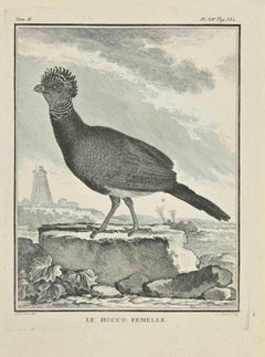 Le Hocco Femelle - Radierung von Jean C.C. Baquoy - 1771