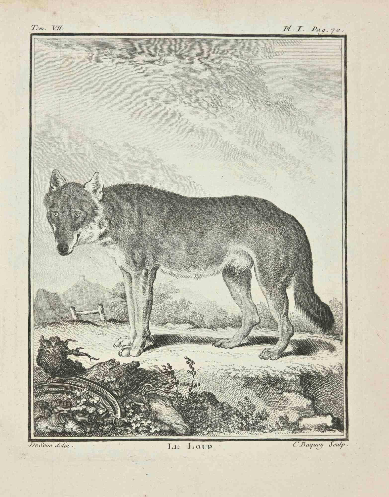 Le Loup - Eau-forte de Jean C.I.C. - 1771