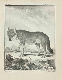 Le Loup - Eau-forte de Jean C.I.C. - 1771