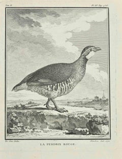 Le Perdrix Rouge - Etching by Jean C. Baquoy - 1771