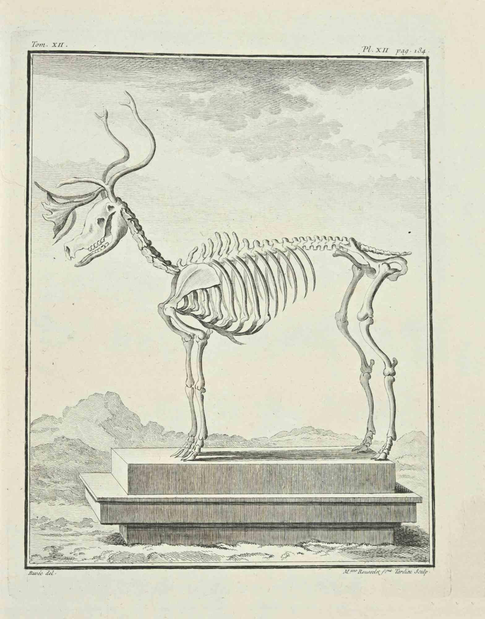 Figurative Print Jean Charles Baquoy - Squelette de cerf - Gravure à l'eau-forte de Jean C.C. Baquoy - 1771