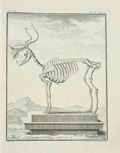 Squelette de cerf - Gravure à l'eau-forte de Jean C.C. Baquoy - 1771