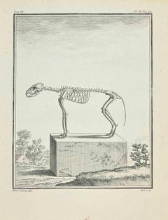 Squelette de renard - Gravure à l'eau-forte de Jean C.C. Baquoy - 1771