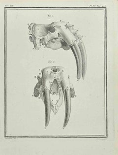 Skeleton of a Walrus - Etching by Jean C. Baquoy - 1771