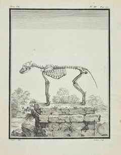 Squelette du loup - Gravure à l'eau-forte de Jean C.C. Baquoy - 1771