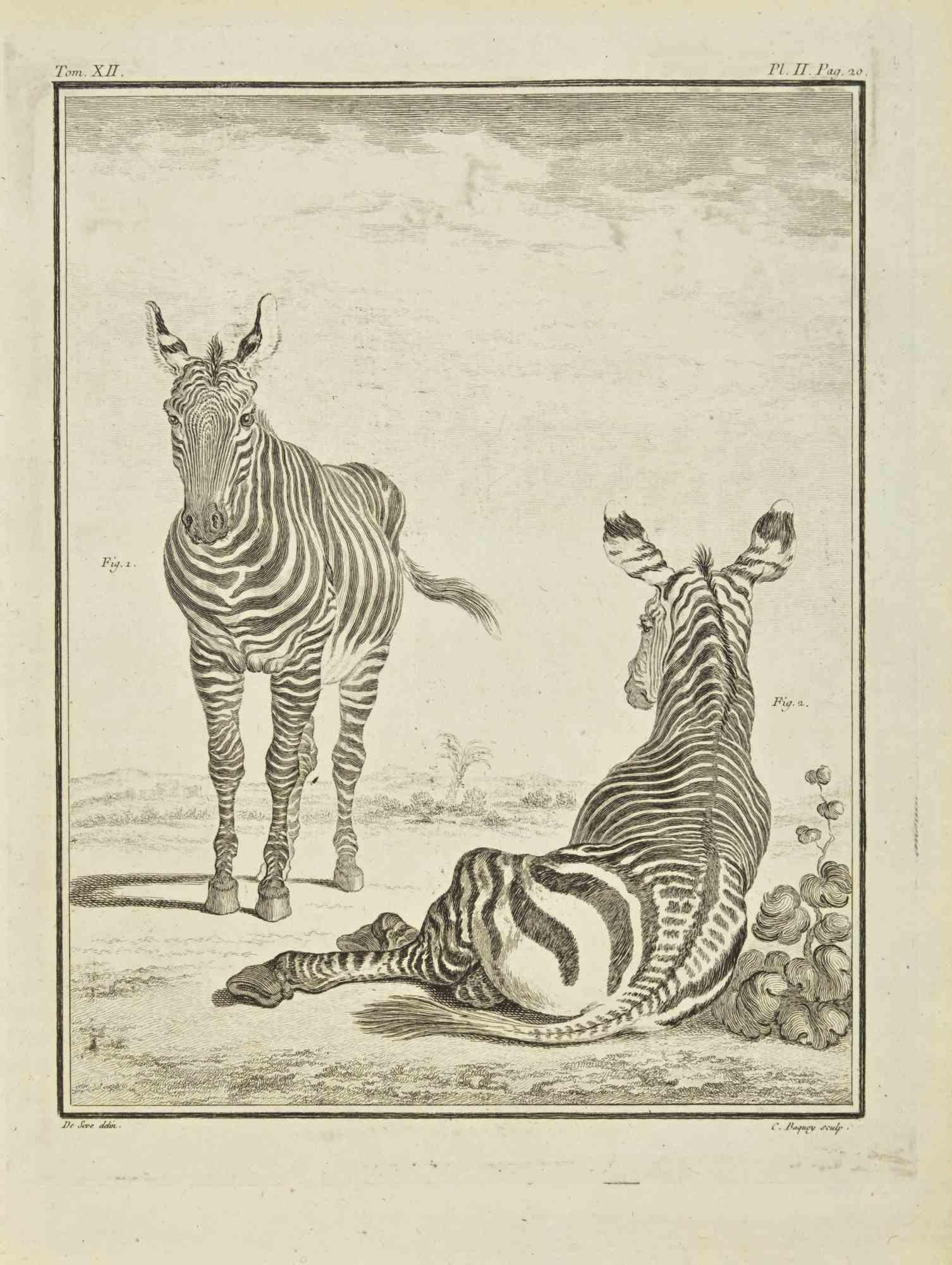 Jean Charles Baquoy Figurative Print - Zebras - Etching by Jean C. Baquoy - 1771