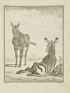 Zebras - Etching by Jean C. Baquoy - 1771