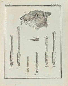 Antique Anatomy of Animals - Etching - 1771