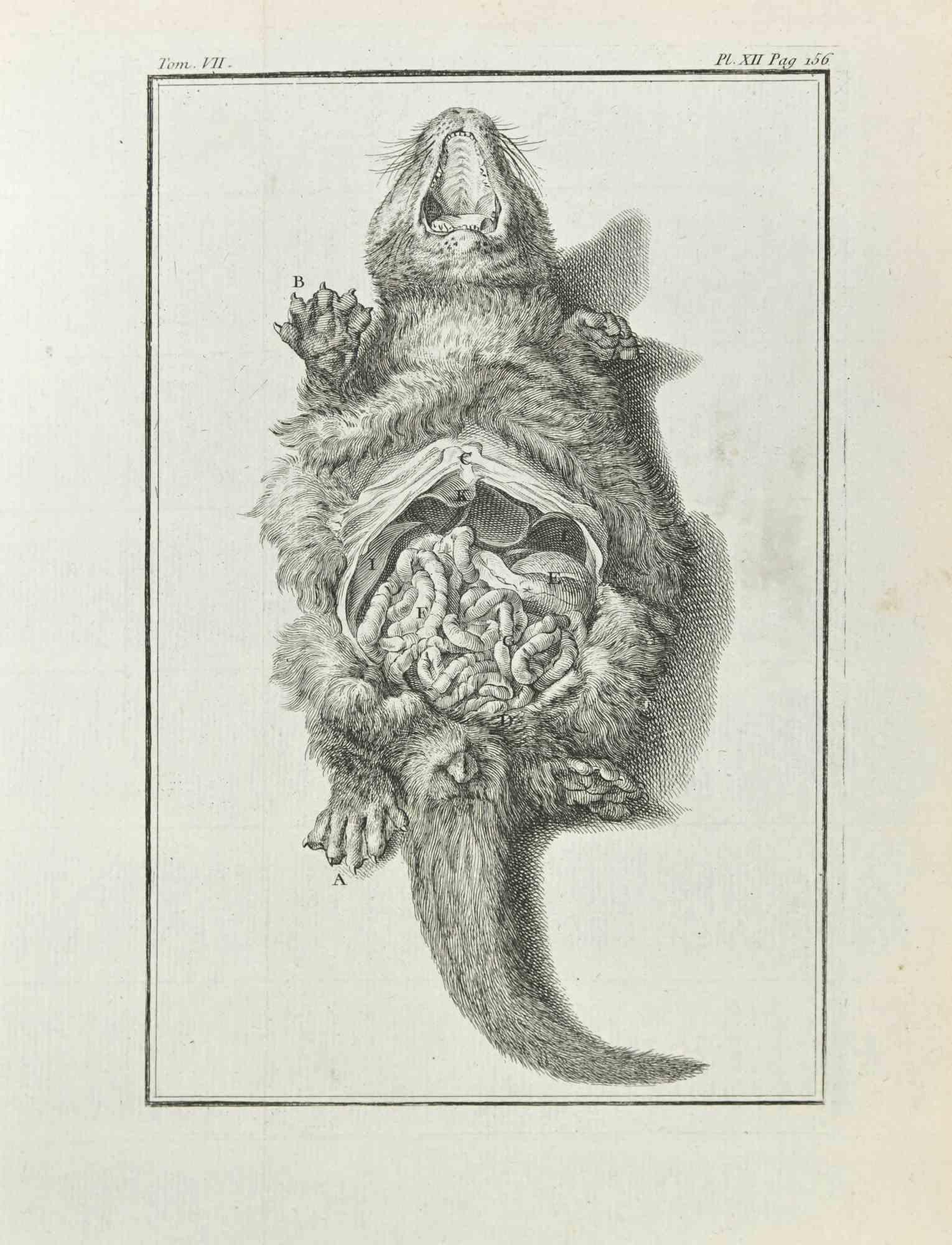 Jean Charles Baquoy Animal Print – Anatomie von Tieren – Radierung – 1771