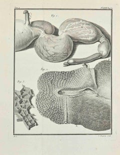 Anatomy of Animals - Etching  by Jean Charles Baquoy - 1771