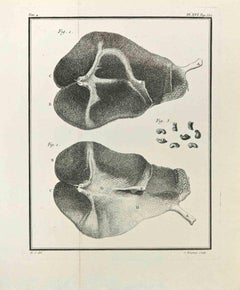 Anatomie des animaux  - Gravure  par Jean Charles Baquoy - 1771