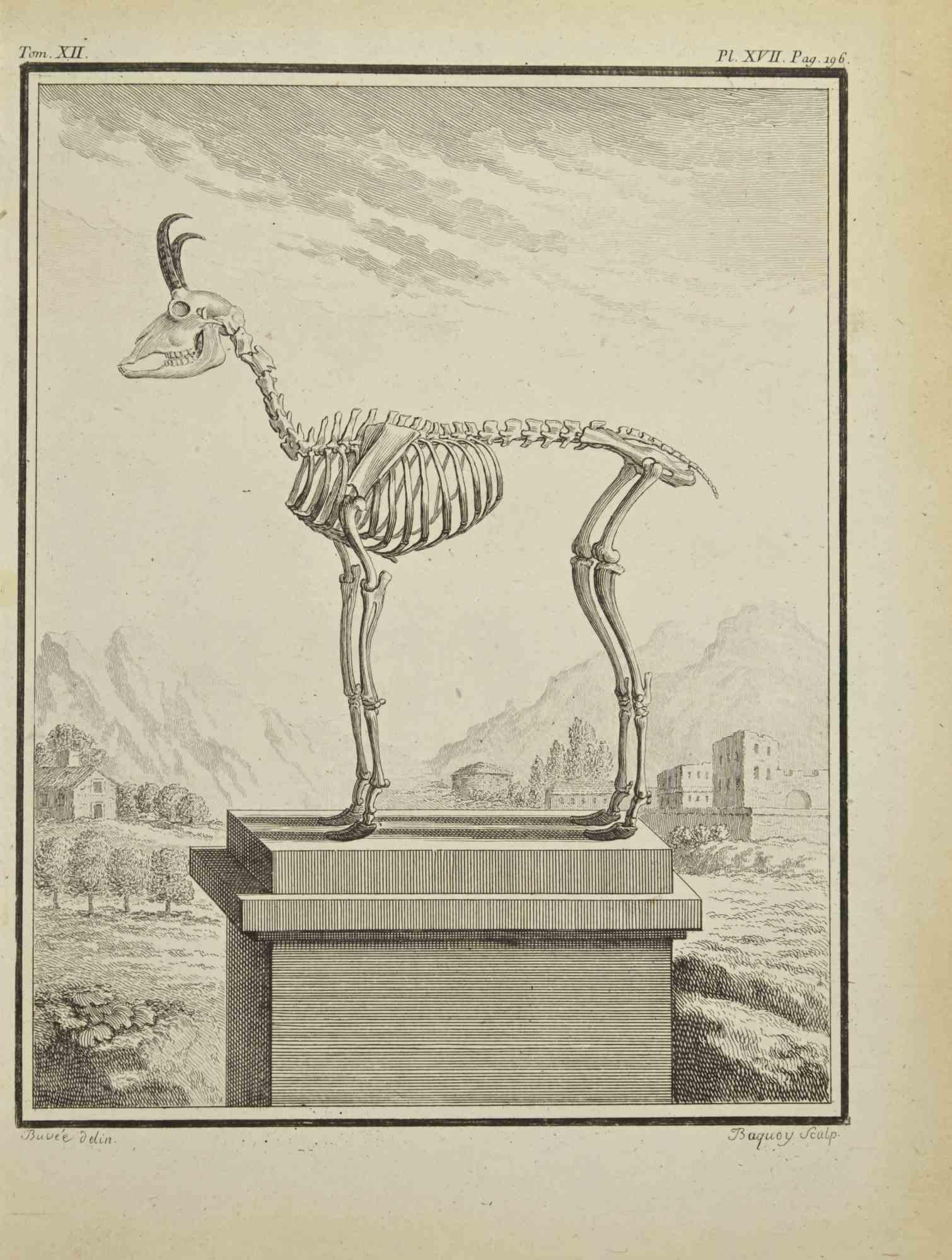 Das Skelett eines Tieres ist eine Radierung von Pierre Charles Baquoy aus dem Jahr 1771.

Es gehört zu der Reihe "Histoire naturelle, générale et particulière avec la description du Cabinet du Roi".

Pierre Charles Baquoy (27. Juli 1759 - 4. Februar