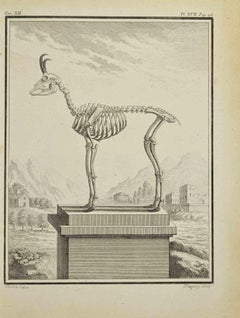 Tier Skelett – Radierung von Jean Charles Baquoy – 1771