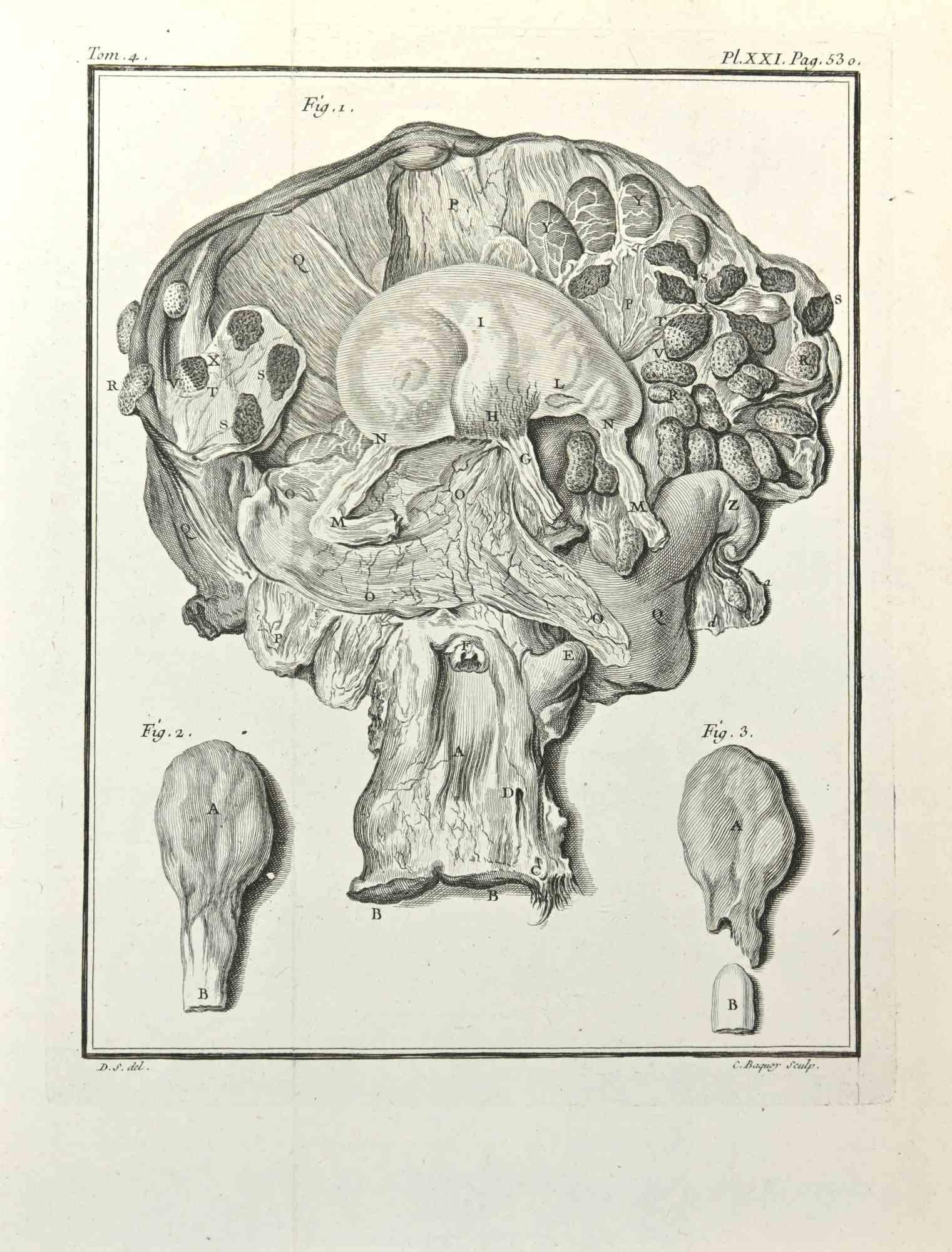 Animals's Anatomy is an etching realized by Jean Charles Baquoy in 1771.

The artwork Belongs to the suite "Histoire naturelle, générale et particulière avec la description du Cabinet du Roi". Paris: Imprimerie Royale, 1749-1771. The Artist's