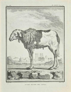 Autre Belier - Etching by Jean Charles Baquoy - 1771
