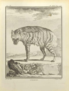 Hyena - Etching by Jean Charles Baquoy - 1771