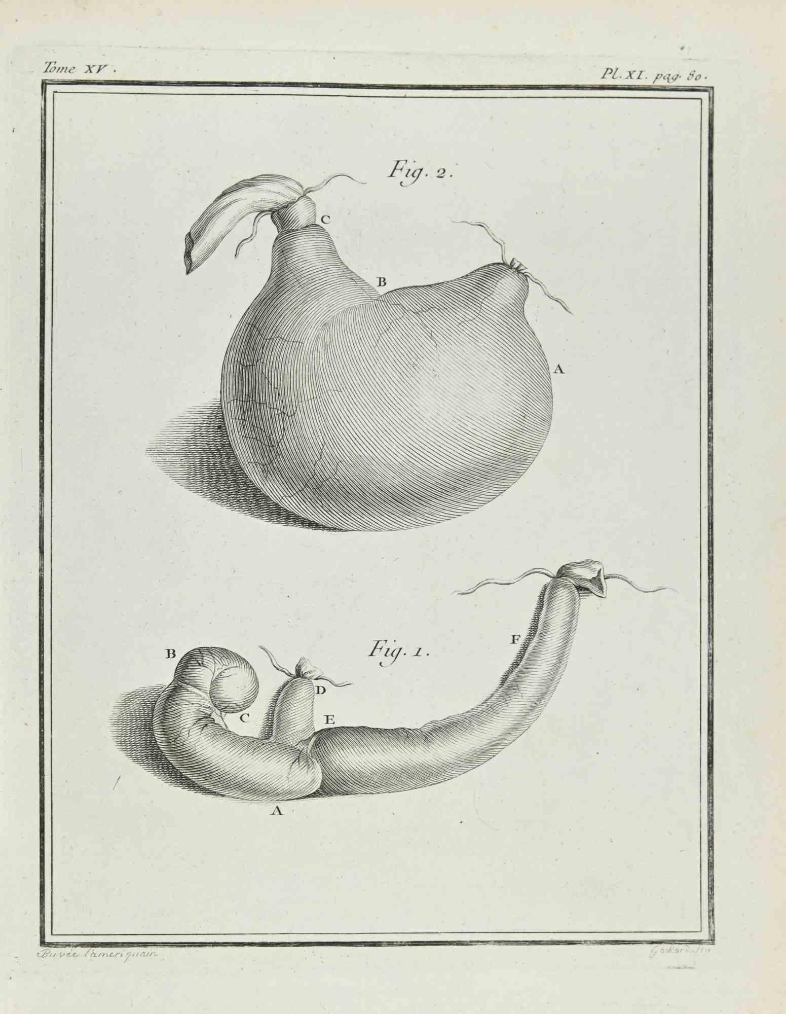 Jean Charles Baquoy Figurative Print – Interieur eines Tieres – Radierung – 1771