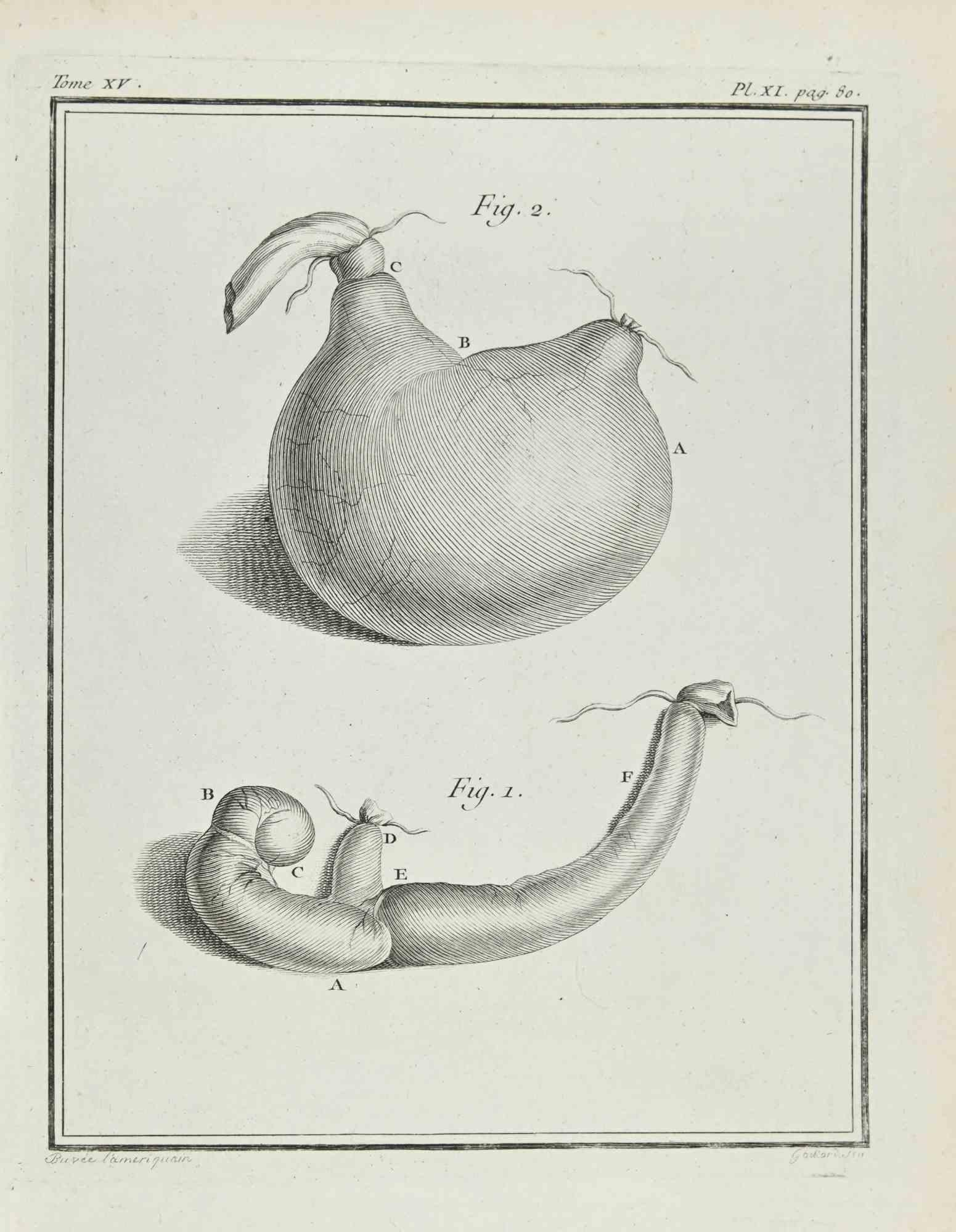 Intérieur d'un animal - eau-forte - 1771