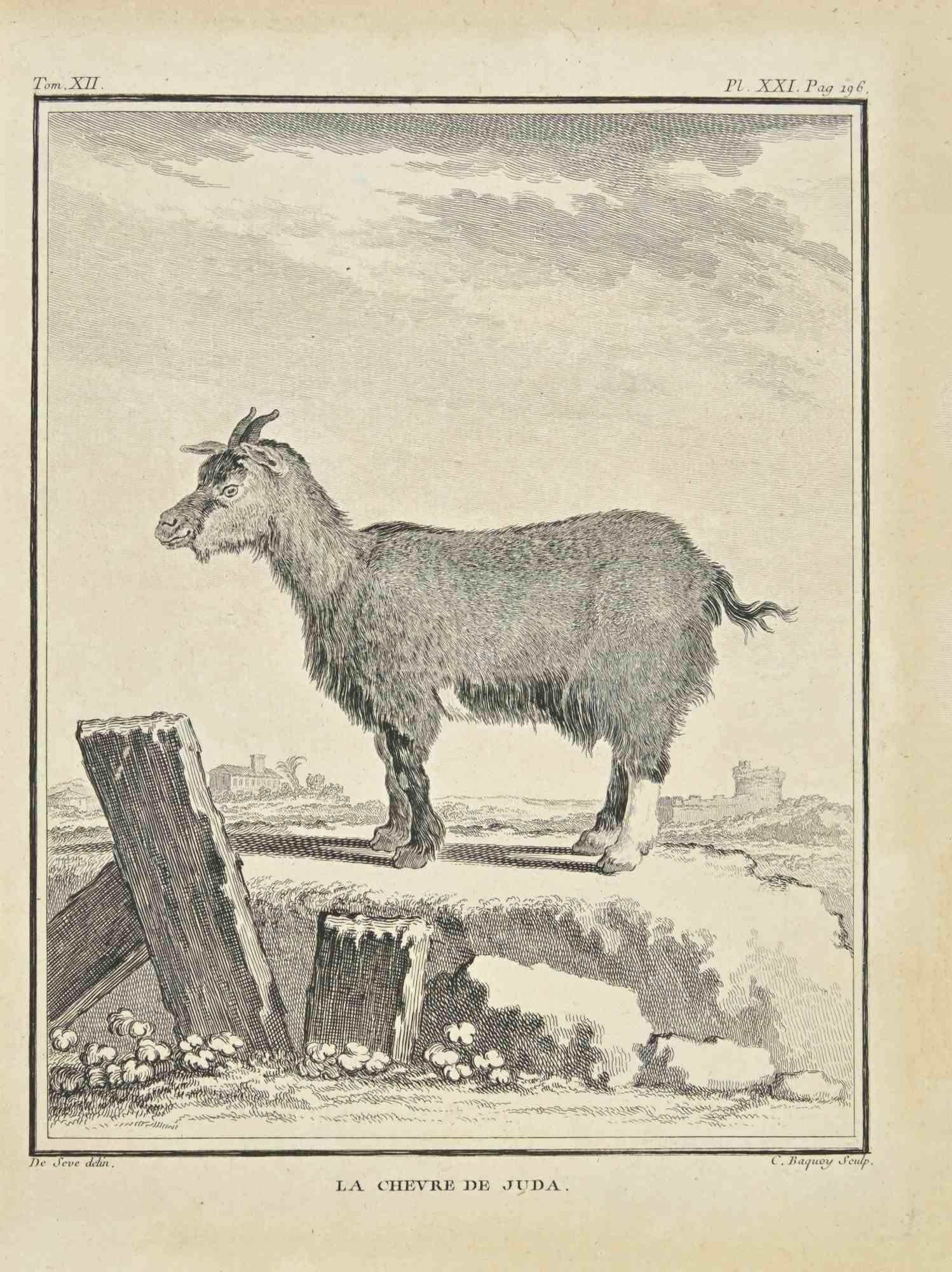 La Chevre De Juda is an etching realized by Jean Charles Baquoy in 1771.

It belongs to the suite "Histoire Naturelle de Buffon".

The Artist's signature is engraved lower right.

Good conditions.
