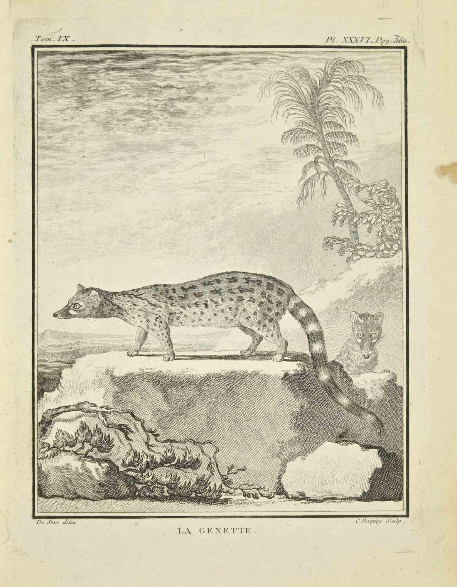 La Genette is an etching realized by Jean Charles Baquoy in 1771.

It belongs to the suite "Histoire Naturelle de Buffon".

The Artist's signature is engraved lower right.

Good conditions with slight foxing.