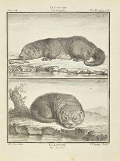 La Loutre - Etching by Jean Charles Baquoy - 1771