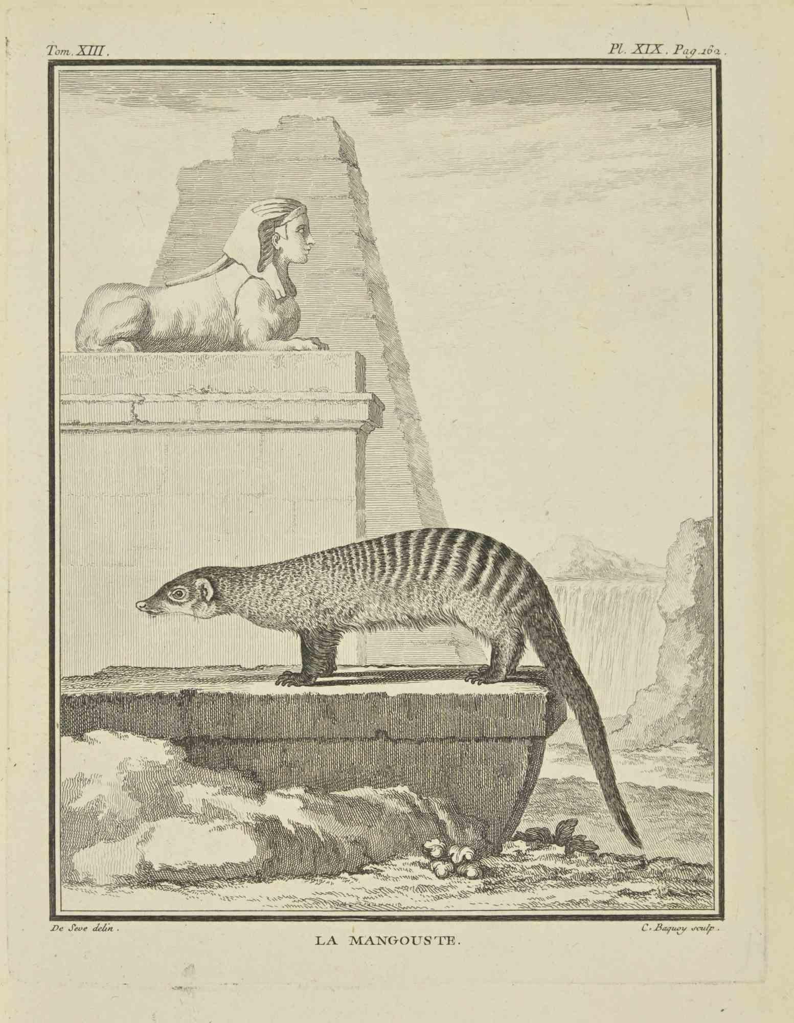 La Mangouste est une gravure réalisée par Pierre Charles Baquoy en 1771.

Il appartient à la suite "Histoire naturelle, générale et particulière avec la description du Cabinet du Roi".

 
Pierre Charles Baquoy (27 juillet 1759 - 4 février 1829)
