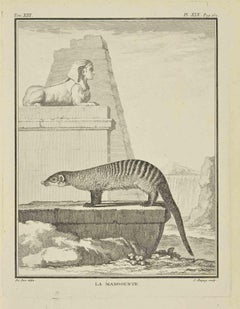 La Mangouste - Etching by Jean Charles Baquoy - 1771
