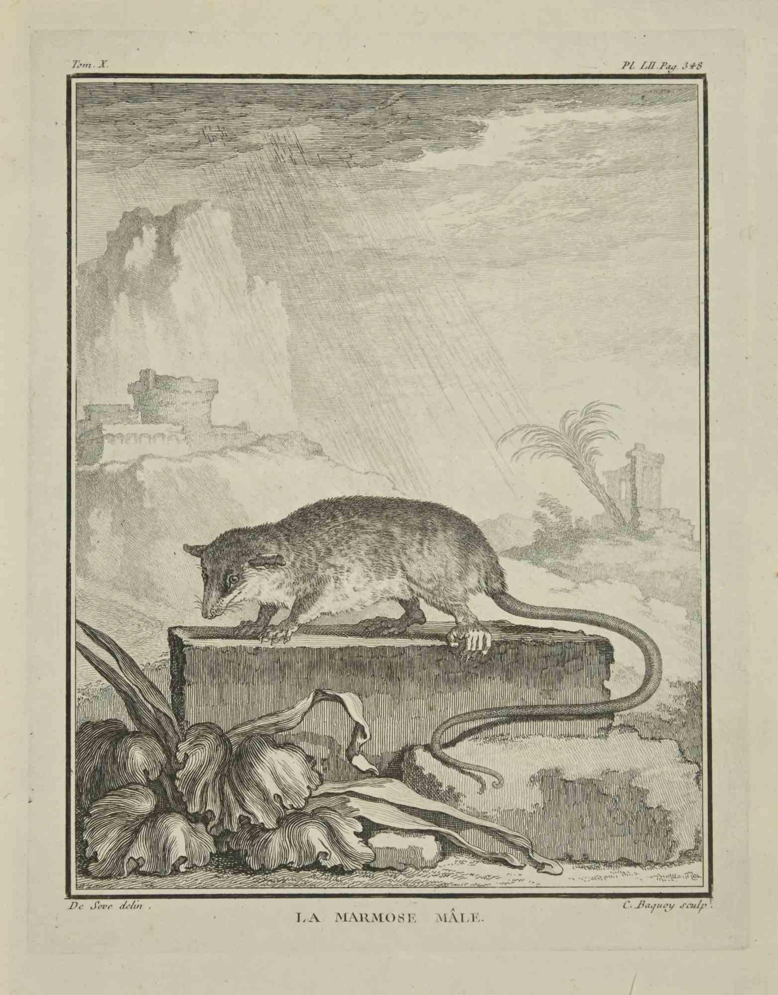 La Marmose is an etching realized by Jean Charles Baquoy in 1771.

It belongs to the suite "Histoire Naturelle de Buffon".

The Artist's signature is engraved lower right.

Good conditions.

 
