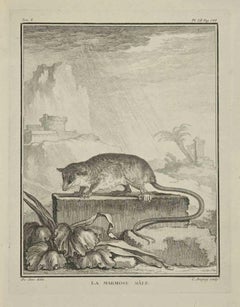 La Marmose - Etching by Jean Charles Baquoy - 1771